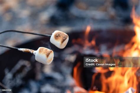 Marshmallows On A Stick Being Roasted Over A Campfire Outside Stock Photo - Download Image Now ...