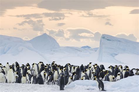 March of the Penguins 2 Photos and Details | PS News