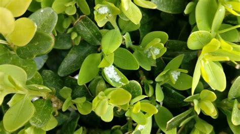 Watch out for Boxwood psyllid – UPDATE – EBTS UK