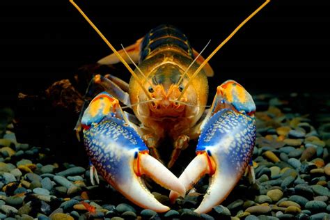 Pet Crayfish | 7 Freshwater Aquarium Crayfish! - Aquariadise