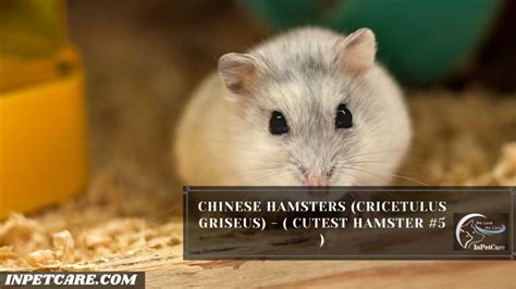 9 Cutest Hamster Breed In The World (With Pictures)