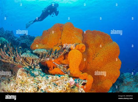 Diver looks at a giant sponge in papua new guinea hi-res stock photography and images - Alamy