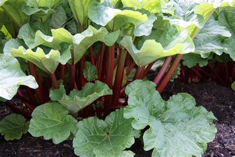 Growing rhubarb – small green things