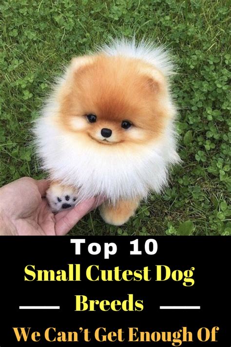 99+ Popular Top 10 Cutest Dogs - l2sanpiero