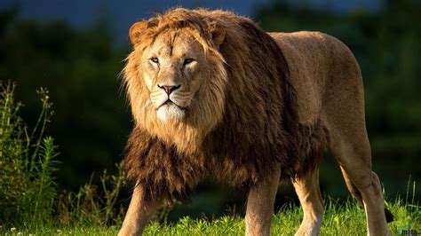 Lion 1080p Wallpaper - WallpaperSafari