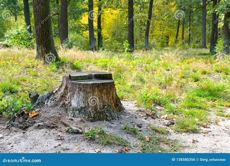 Stump from Felled Tree in Forest Stock Photo - Image of forest, nature: 138580356