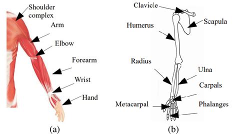 Anatomy Of The Human Upper Limb A Upper Limb Segments And B | Images and Photos finder