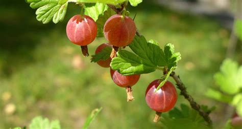 Pruning Gooseberry – Bakker.com