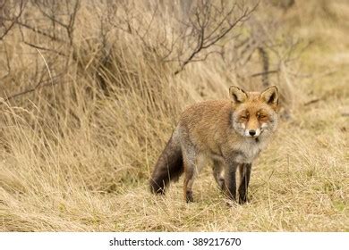 Red Fox Standing Nature Background Stock Photo 389217670 | Shutterstock