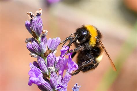 Common carder bumblebee - Bumblebee Conservation Trust