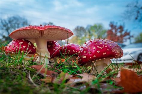 Edible stipe of (Amanita muscaria) - the fly agaric?