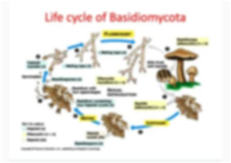 SOLUTION: Life cycle of basidiomycota - Studypool