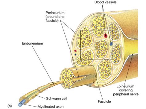 Classification of Peripheral Nerve Injury - Physiopedia