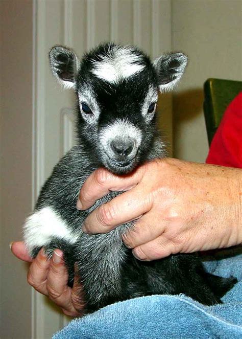 Baby Mini Goats