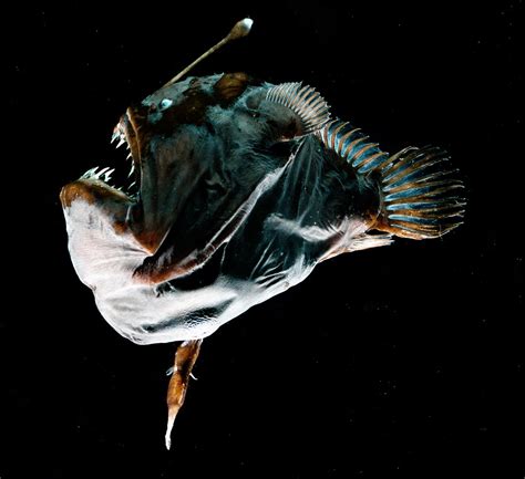 Busting Ocean Myths: This anglerfish is not as kink as you think. | Southern Fried Science