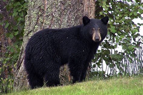 What Does Bear Poop Look Like? - Yellowstone Bear World | Yellowstone ...