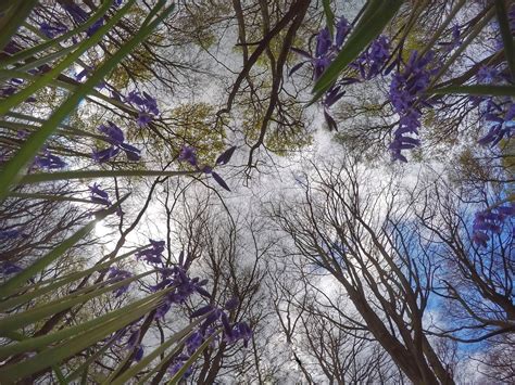 Bluebells at Ashridge | 1st May 2017 | Home | My Today Was Pretty