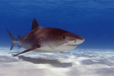 Sea Wonder: Tiger Shark | National Marine Sanctuary Foundation