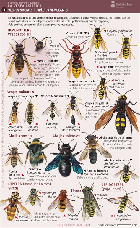 Wasp Insect, Insect Art, Spider Identification, Wasp Stings, Bee Facts ...