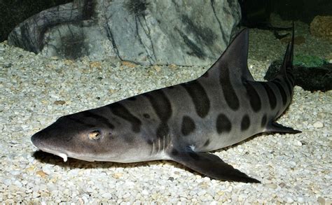 Leopard Sharks Facts! | Always Learning!