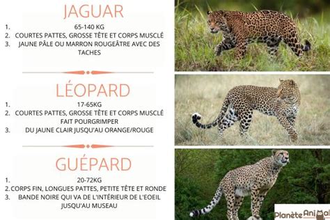 [dernier] jaguar image guépard 326611 - Kannovycd86