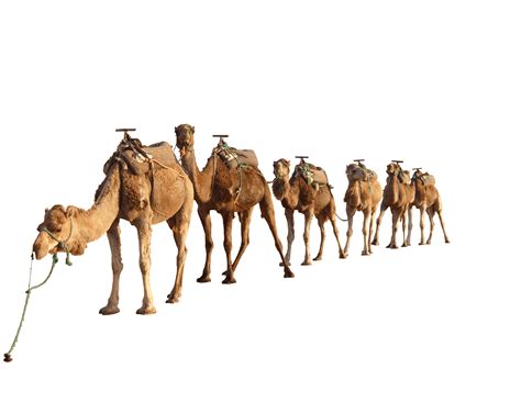 Desert Camel PNG Transparent Desert Camel.PNG Images. | PlusPNG