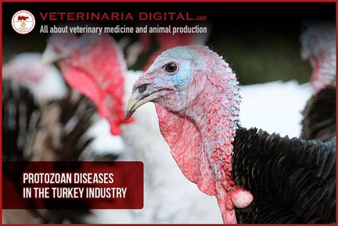 Protozoan diseases in the turkey industry