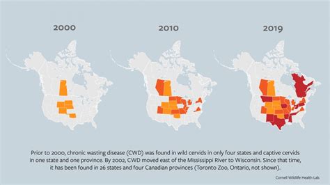 Expert Testifies On Deadly Deer Disease | News, Sports, Jobs - Post Journal