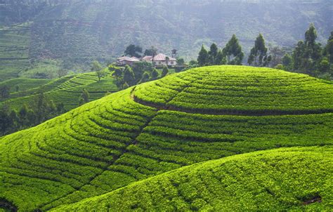 Wallpaper greens, hills, field, panorama, plantation, tea plantation images for desktop, section ...