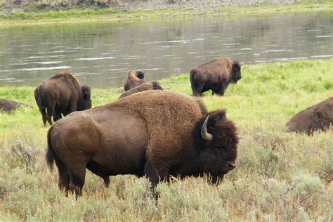 a herd of buffalo grazing on grass next to a river