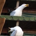 Screaming Seagull Meme Generator - Imgflip