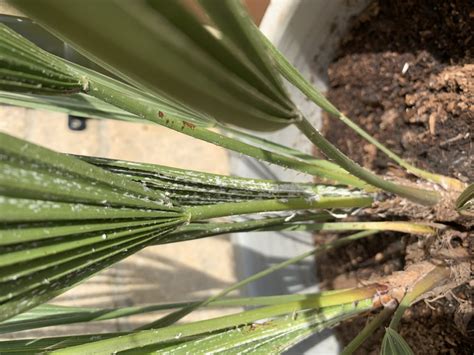 Infected palm tree? — BBC Gardeners' World Magazine