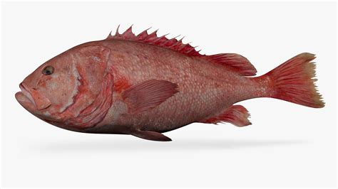 Shortraker Rockfish 3D Model - TurboSquid 1691203