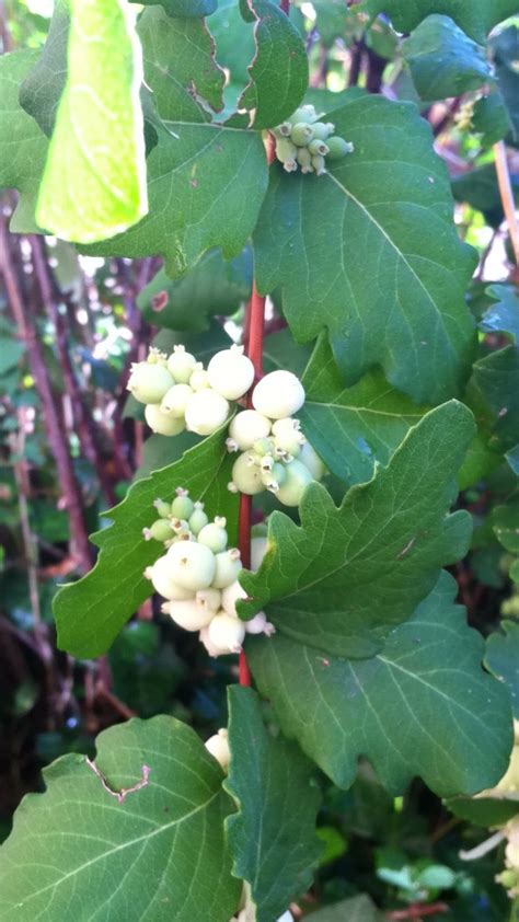 Snowberry bush | Plants, Garden, Style