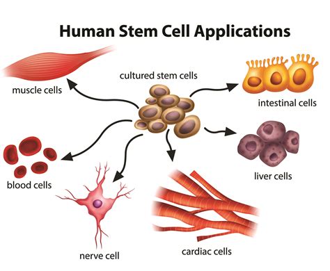 What are the potential uses of human stem cells?