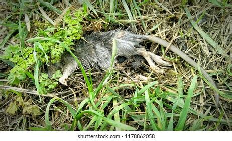 Dead Pussy Royalty-Free Images, Stock Photos & Pictures | Shutterstock