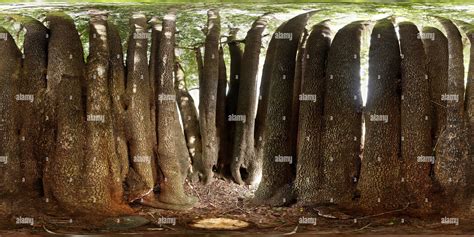 360° view of Massive myrtlewood tree, Agness, OR, USA - Alamy