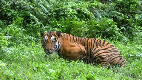 India’s 14 tiger reserves set global standard in tiger conservation ...