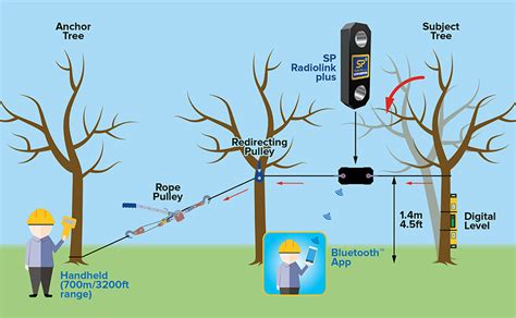 tree felling techniques uk - Blythe Hutchens