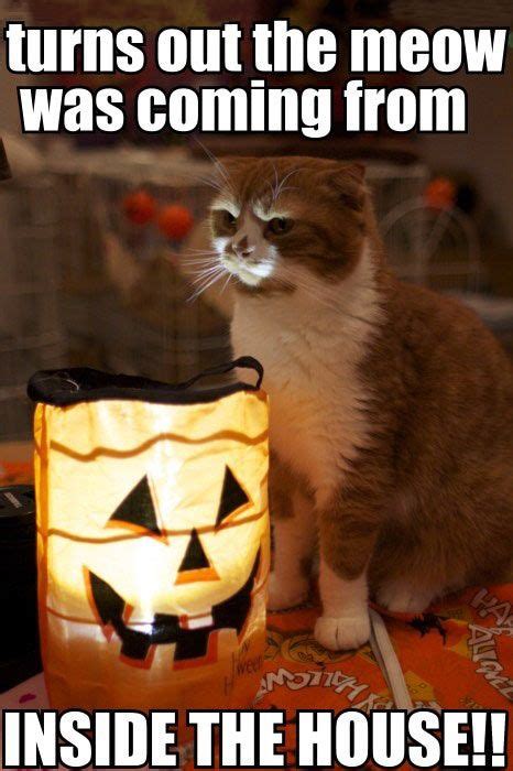 The Internet's Most Asked Questions | Scary cat, Funny halloween memes, Halloween funny