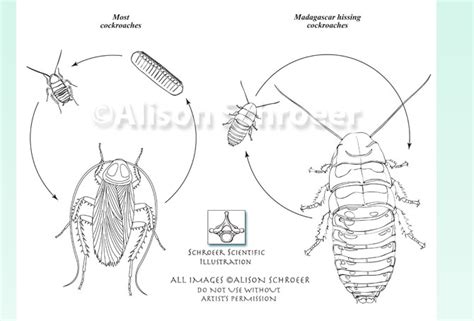 clumasunpho: cockroaches life cycle