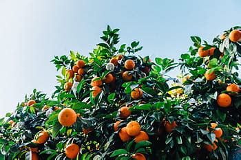 orange fruits, orange, fruit, table, leaves, fresh, citrus, healthy, orange color, food and ...