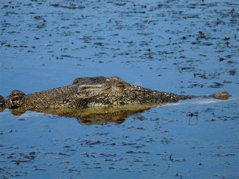 Saltwater crocodile stock photo. Image of monster, swamp - 22719032