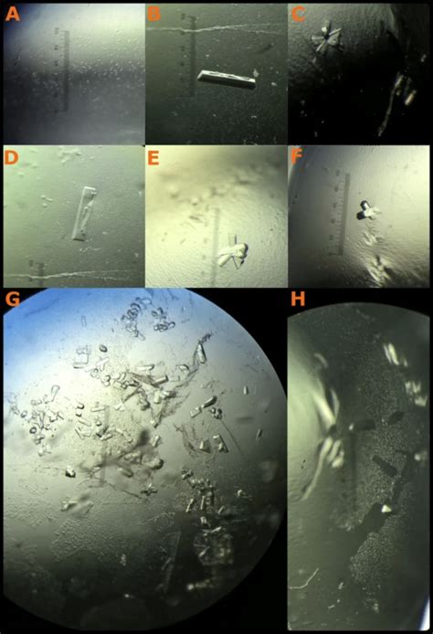 5 Protein Crystallization Seeding Methods for Bigger Crystals