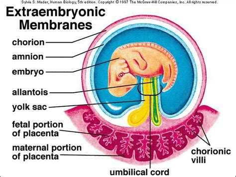 Pin on Embriology