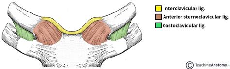 The Sternoclavicular Joint - Structure - Movement - TeachMeAnatomy