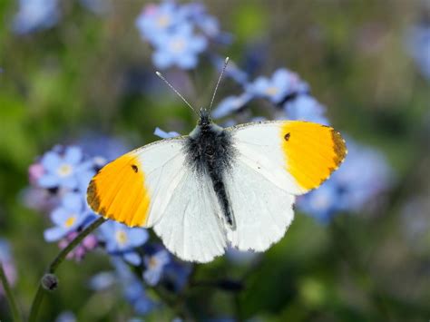 Orange-tip | Butterfly Conservation