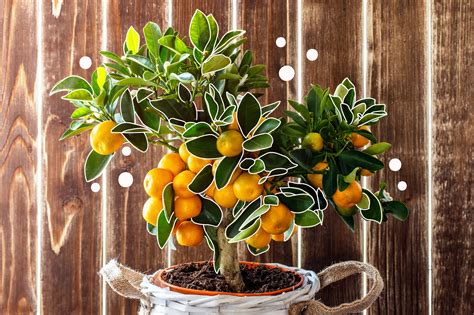 how to grow indoor winter citrus mother nature powell river | Mother Nature