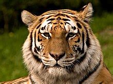 Wildlife conservation - Wikipedia