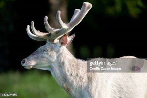 204 Albino Deer Stock Photos, High-Res Pictures, and Images - Getty Images